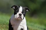 BOSTON TERRIER 159